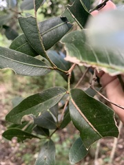 Dinosperma erythrococcum