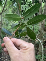 Dinosperma erythrococcum