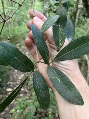 Dinosperma erythrococcum
