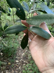 Dinosperma erythrococcum