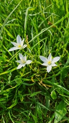 Ornithogalum orthophyllum