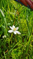 Ornithogalum orthophyllum