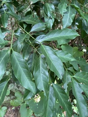 Pavetta australiensis