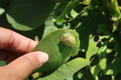 Aspidimorpha puncticosta