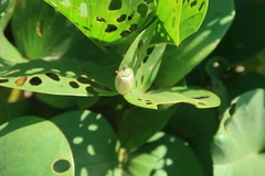 Aspidimorpha puncticosta