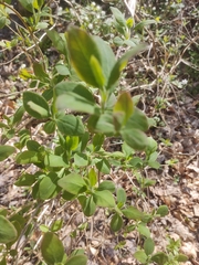 Lonicera caprifolium