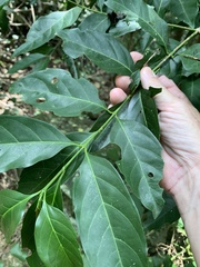 Pavetta australiensis