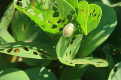 Aspidimorpha puncticosta