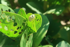 Aspidimorpha puncticosta