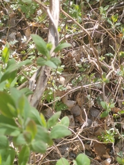 Lonicera caprifolium