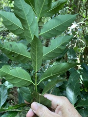 Pavetta australiensis