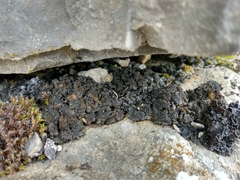 Lathagrium auriforme