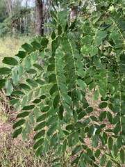 Albizia lebbeck