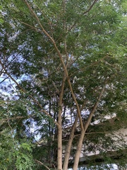 Albizia lebbeck
