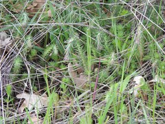 Petrosedum amplexicaule