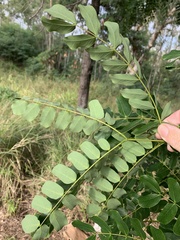 Albizia lebbeck