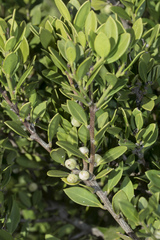Robsonodendron maritimum