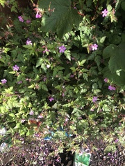 Geranium robertianum