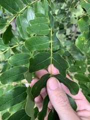 Albizia lebbeck