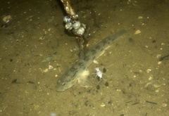 Oxyurichthys