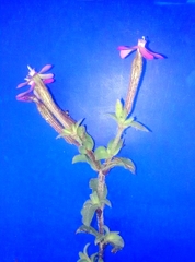 Silene pseudoatocion