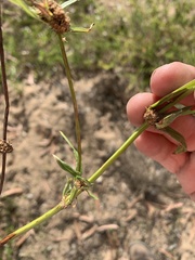 Spermacoce brachystema