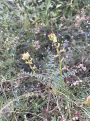 Astragalus oocarpus
