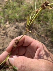 Spermacoce brachystema