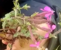 Silene pseudoatocion