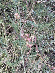 Astragalus oocarpus