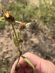 Spermacoce brachystema