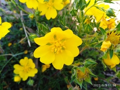 Potentilla hirta