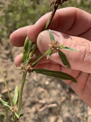 Spermacoce brachystema