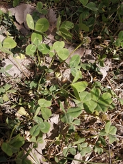 Trifolium repens