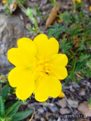 Potentilla hirta