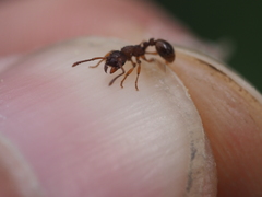 Myrmica scabrinodis