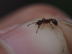 Myrmica scabrinodis