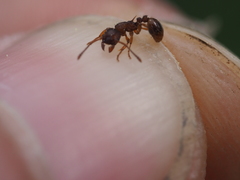 Myrmica scabrinodis
