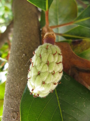 Magnolia grandiflora