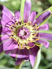 Tragopogon porrifolius