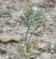 Ornithogalum navaschinii