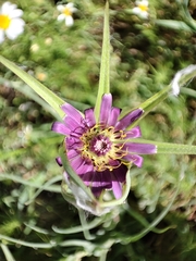 Tragopogon porrifolius