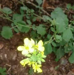 Rhamphospermum pubescens