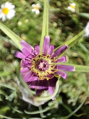 Tragopogon porrifolius