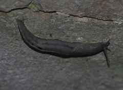 Limax cinereoniger