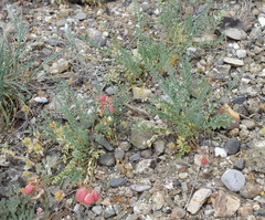 Astragalus suprapilosus