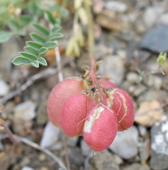 Astragalus suprapilosus