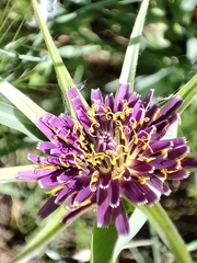 Tragopogon porrifolius