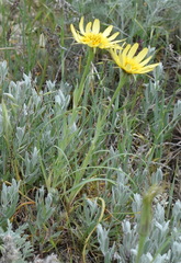 Tragopogon pusillus