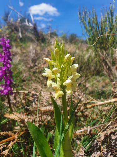 Image of Dactylorhiza Cantabrica (Dactylorhiza cantabrica) by (c) Martiño Cabana Otero, some rights reserved (CC BY)